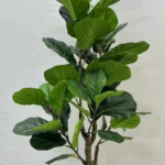 FIDDLE LEAF  OV 1810102-1